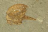 Excellent Cambropallas Trilobite - Jbel Ougnate, Morocco #227834-2